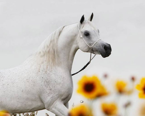Laheeb Al Nasser ( Al Adeed Al Shaqab x Bint Saida Al Nasser )